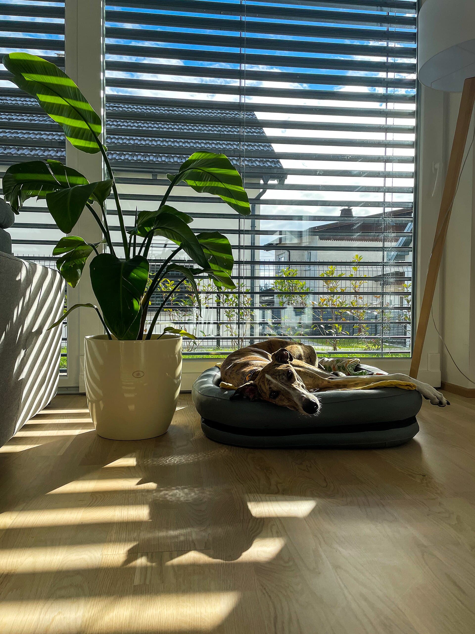 Lévrier endormi sur un couchage, lumière rasante